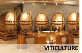 Visite virtuelle d'une cave viticole