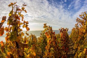 L'automne dans les vignes du Domaine E. Guigal