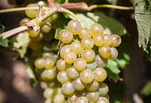 Domaine E. Guigal - Contrôle de maturité dans les vignes