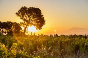 Nalys / Domaine E. Guigal -Lever de soleil dans les vignes en été